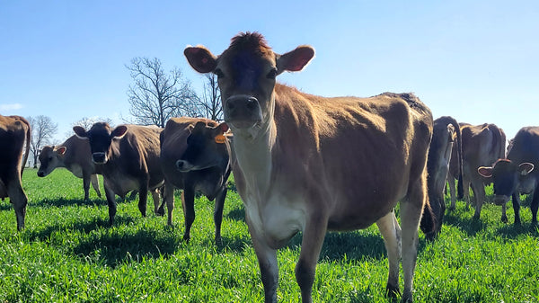 Organic Jersey Cattle for sale in Missouri -  – Dairy Dealer  LLC