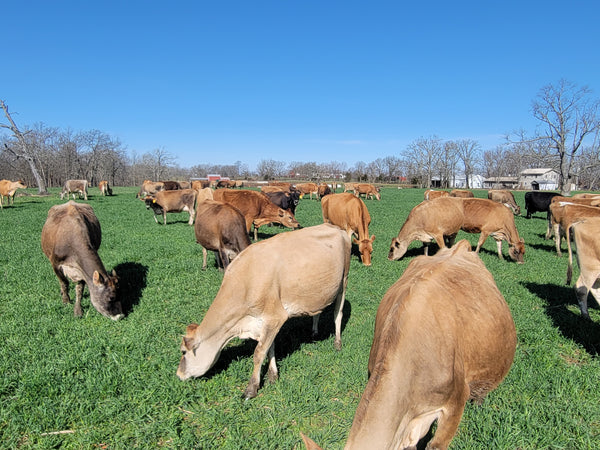 Organic Jersey Cattle for sale in Missouri -  – Dairy Dealer  LLC