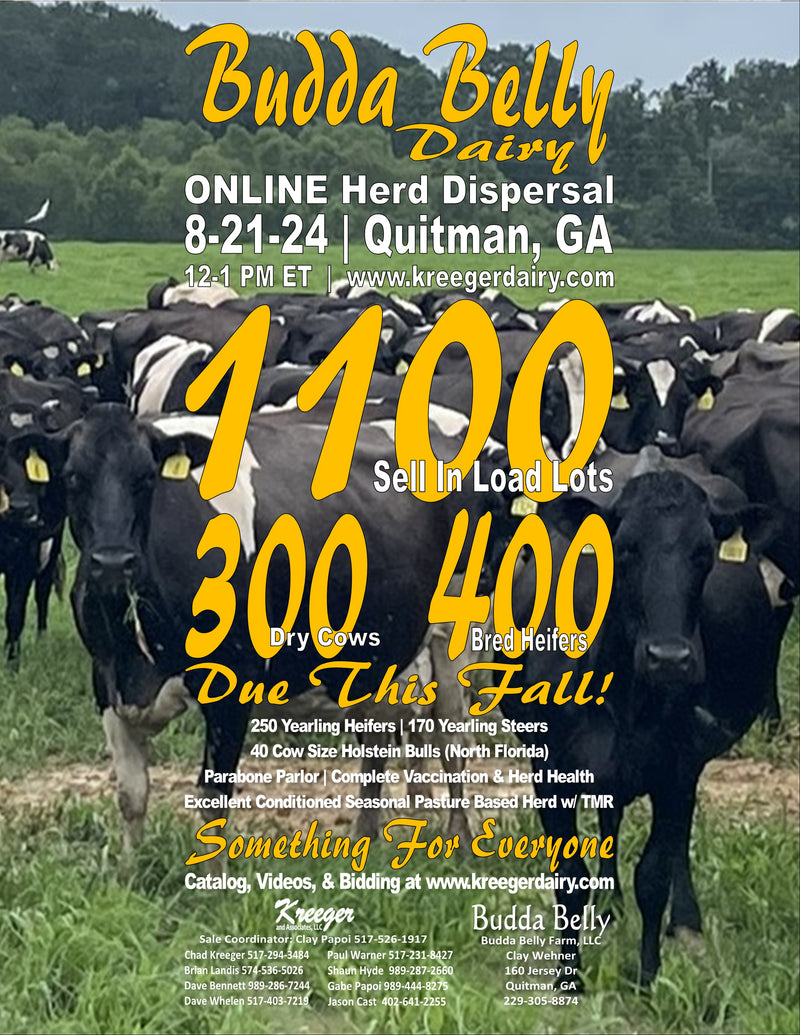 #DD1879 - Fresh Holstein Heifers - WI